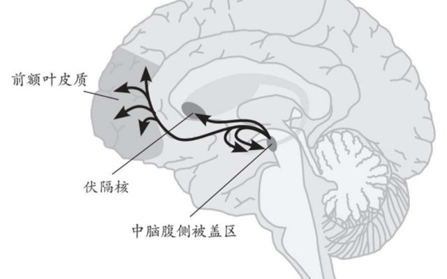大脑成瘾的真相与疗愈