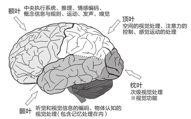 脑科学与专注力